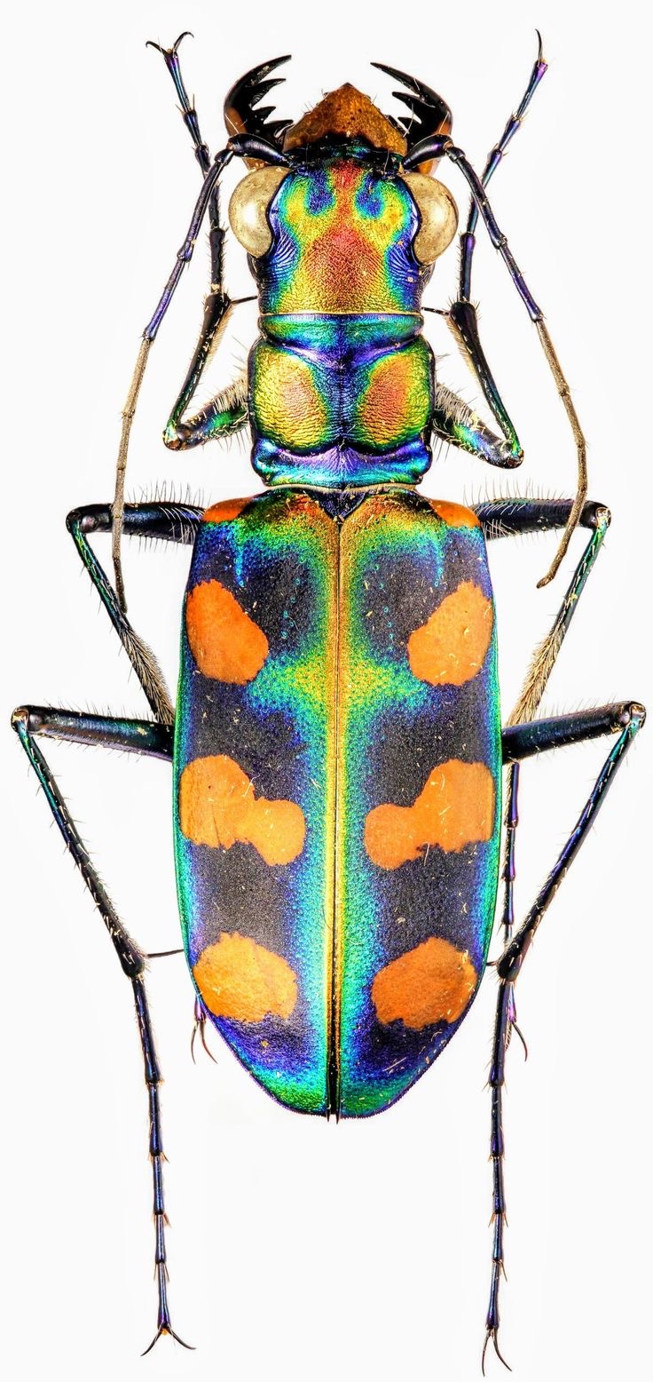 <p>Tiger beetle</p>