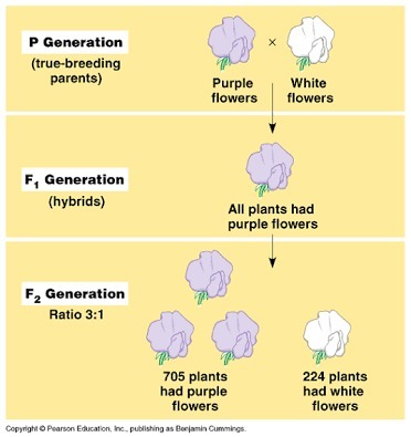 <p>F1 generation</p>