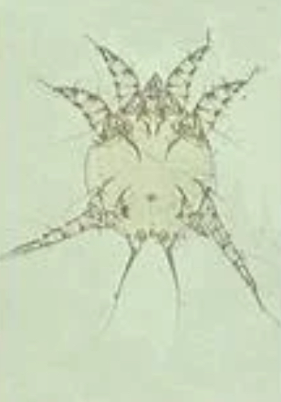 <p>What is this mite pictured below?</p>