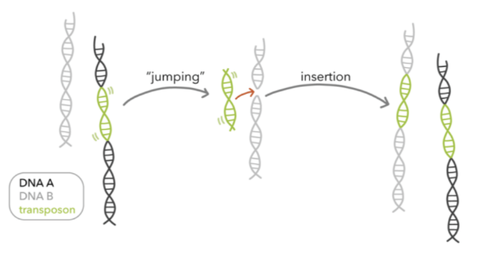 <p>jumping sequences; Alu repeats can copy themselves and comprise of 2-3% of genome</p>