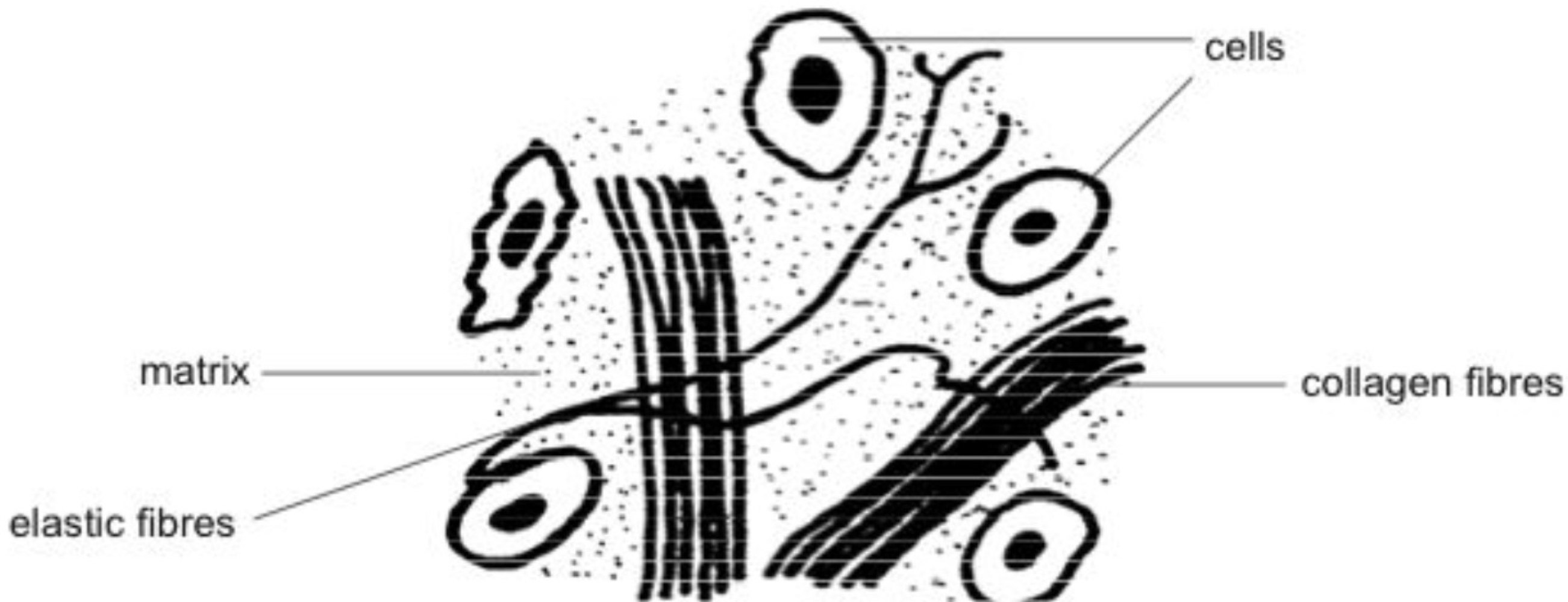 <p>connective tissue cells are embedded in ___, which fills the space between the cells. its content depends on ___ </p>