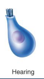<p>Relating to the sense of hearing, detecting sound waves.</p><p>(Hearing)</p>