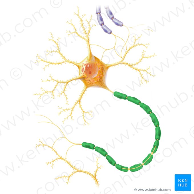 <p>Myelineschede</p>