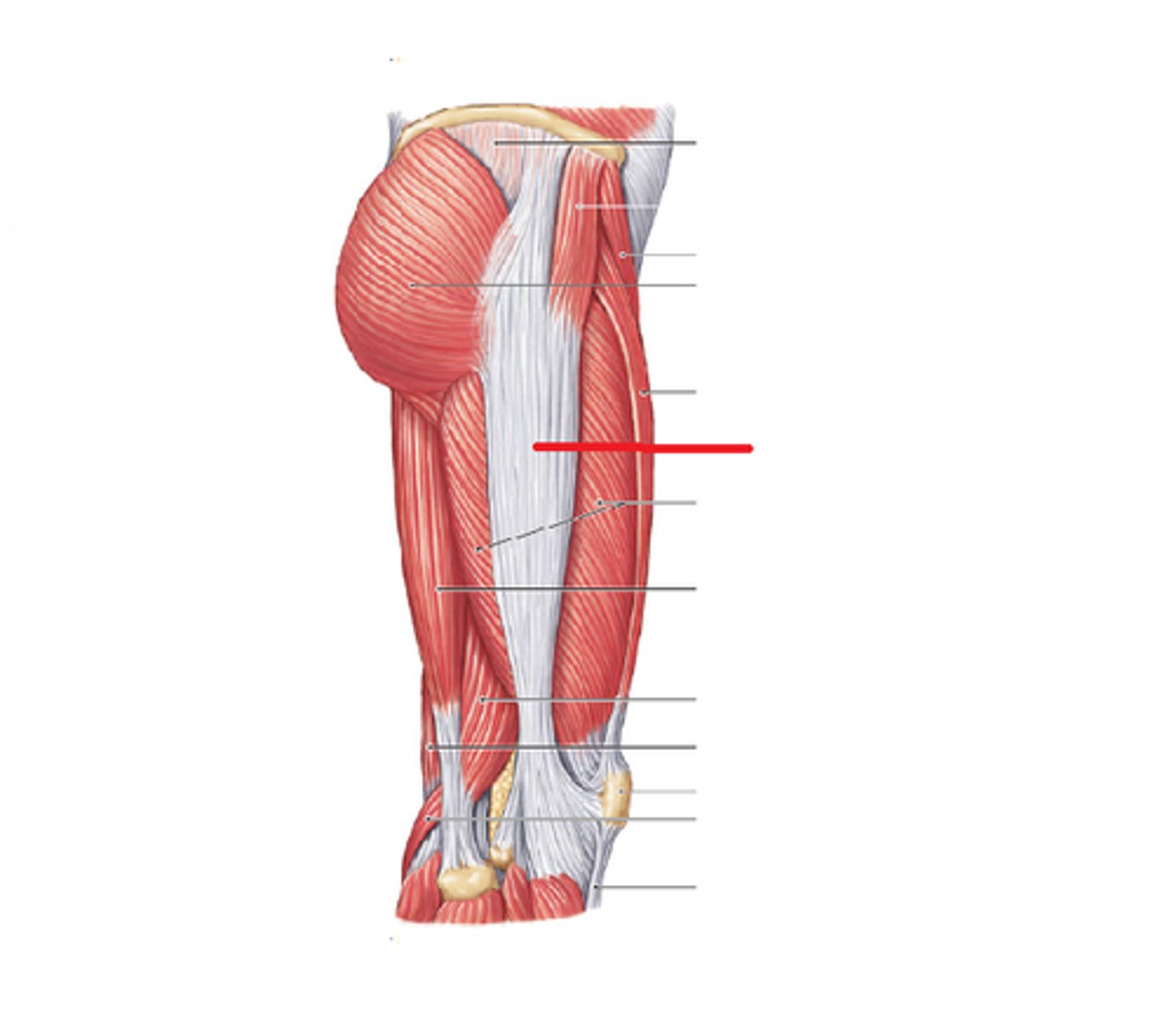 <p>Down side of thigh</p>