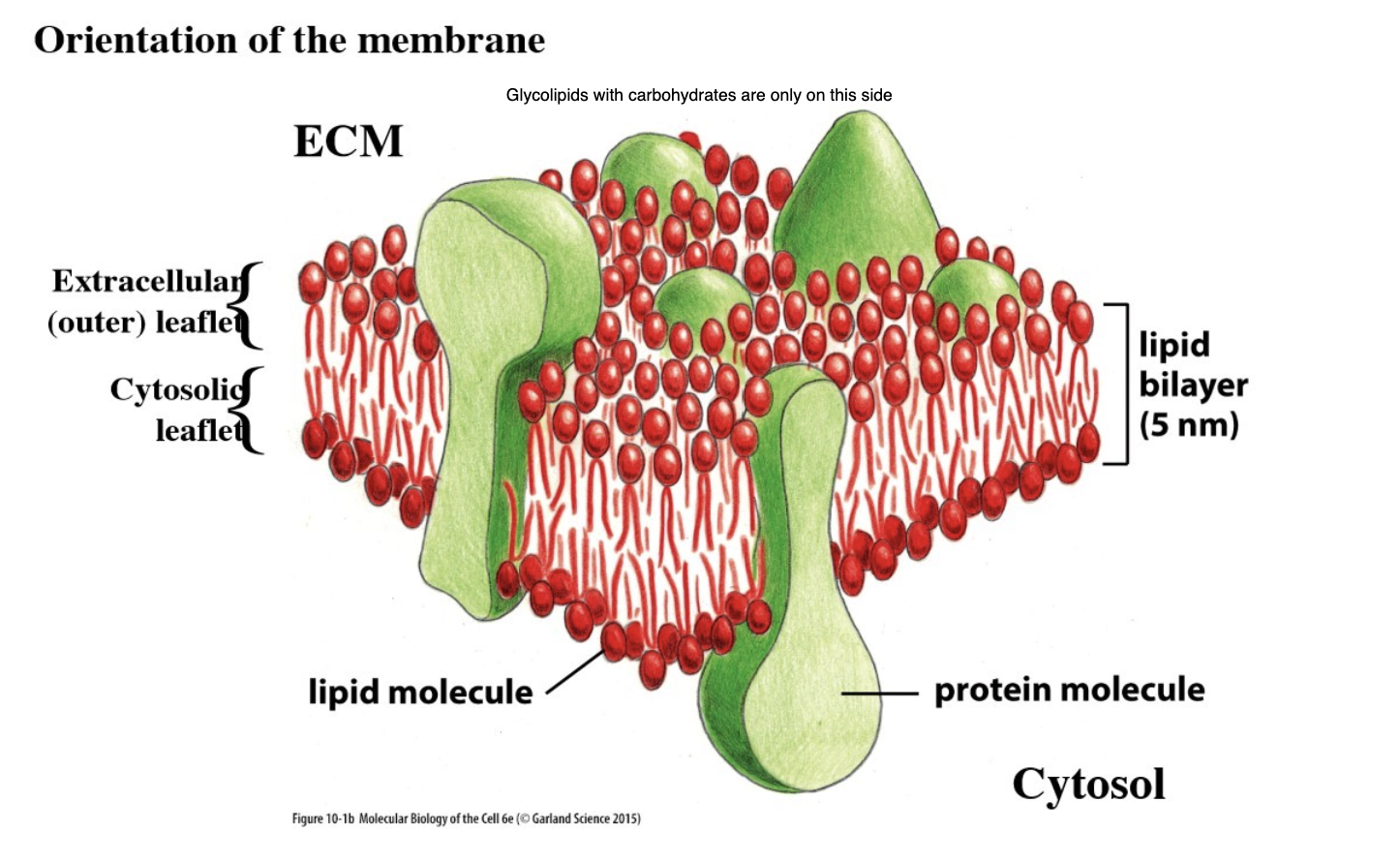<ul><li><p>Have carbohydrate (sugar) on the polar head (added in golgi lumen)</p><ul><li><p><strong>These carbohydrates are only present on the heads in the outer leaflet of the plasma membrane (not the cytosolic leaflet) </strong></p></li><li><p>Use different sugars, and different sugars attached to each other in chains</p></li></ul></li><li><p>Tend to be in “lipid rafts”</p></li><li><p>Function in cell-cell junctions </p></li></ul><p></p>