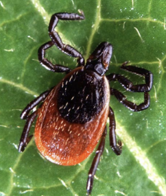 <p>What is the scientific name of the Western Black-legged Tick?</p>