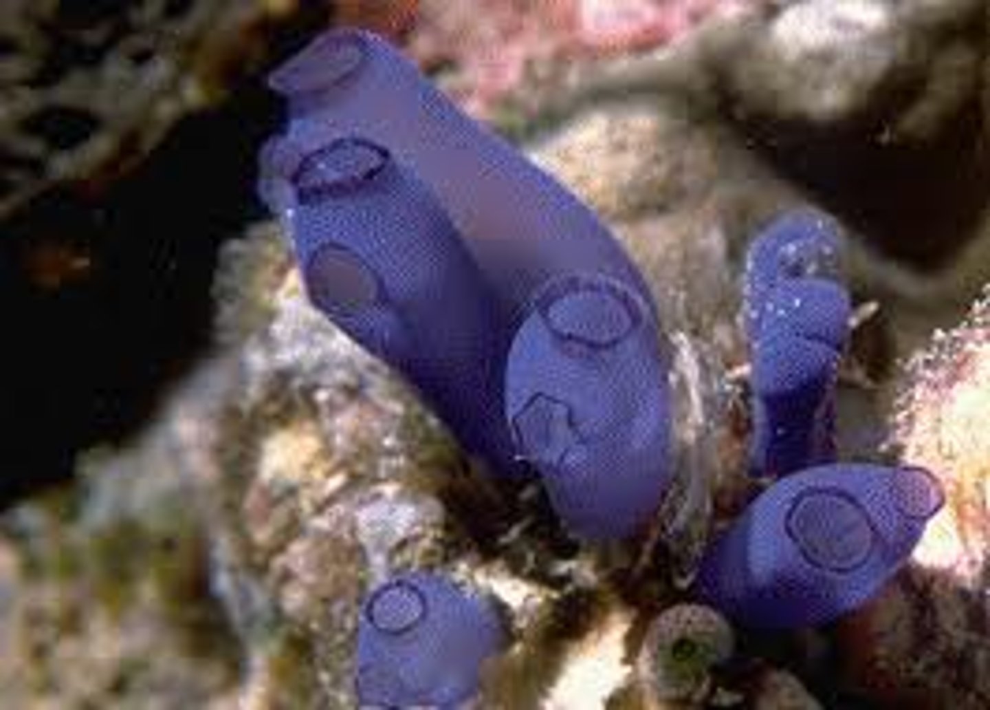 <p>- Notochord present in the tail of larva and does not reach its anterior tip</p><p>- Tunicata</p><p>- Made from cellulose like tunicin</p><p>- Marine species</p><p>- Solitary forms and colonies</p><p>- Most common are sea squirts</p><p>- Very specialised suspension feeders - pharyngeal slits and endostyle that produces mucus (traps food)</p>