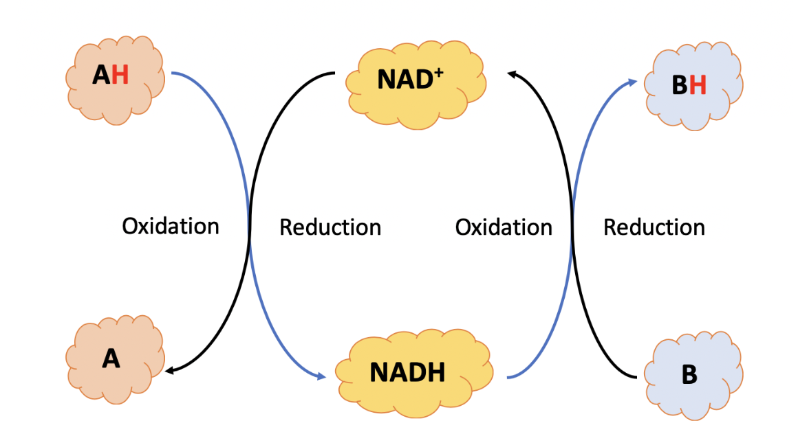 <p><span><span>The blue arrows show the path of the electrons as they move from molecule to molecule.</span></span></p><p><span><span>Which molecules are being oxidized (losing electrons)?</span></span></p>