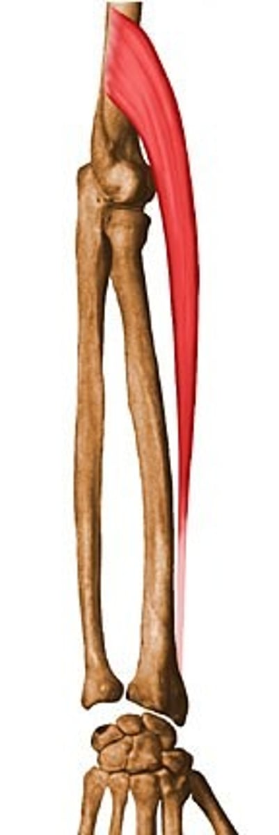 <p>Action: forearm flexion; stabilizes the elbow during rapid flexion and extension<br><br>Origin: Lateral supracondylar ridge at distal end of humerus<br><br>Insertion: Styloid process of radius</p>