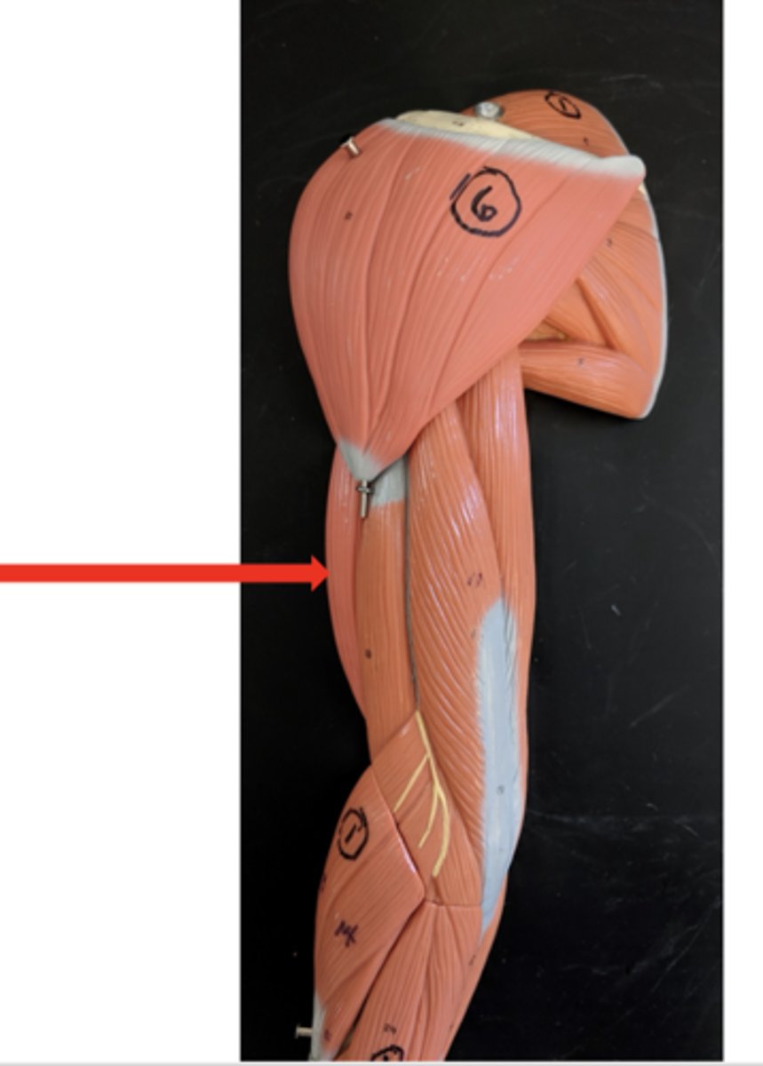 <p>what is this?</p>