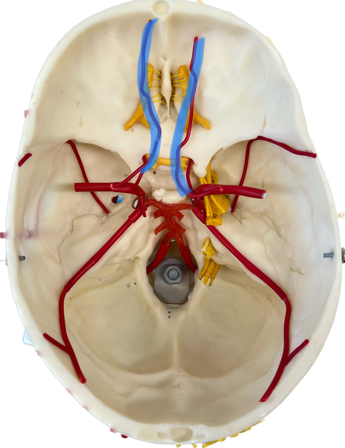 What is highlighted in blue?
