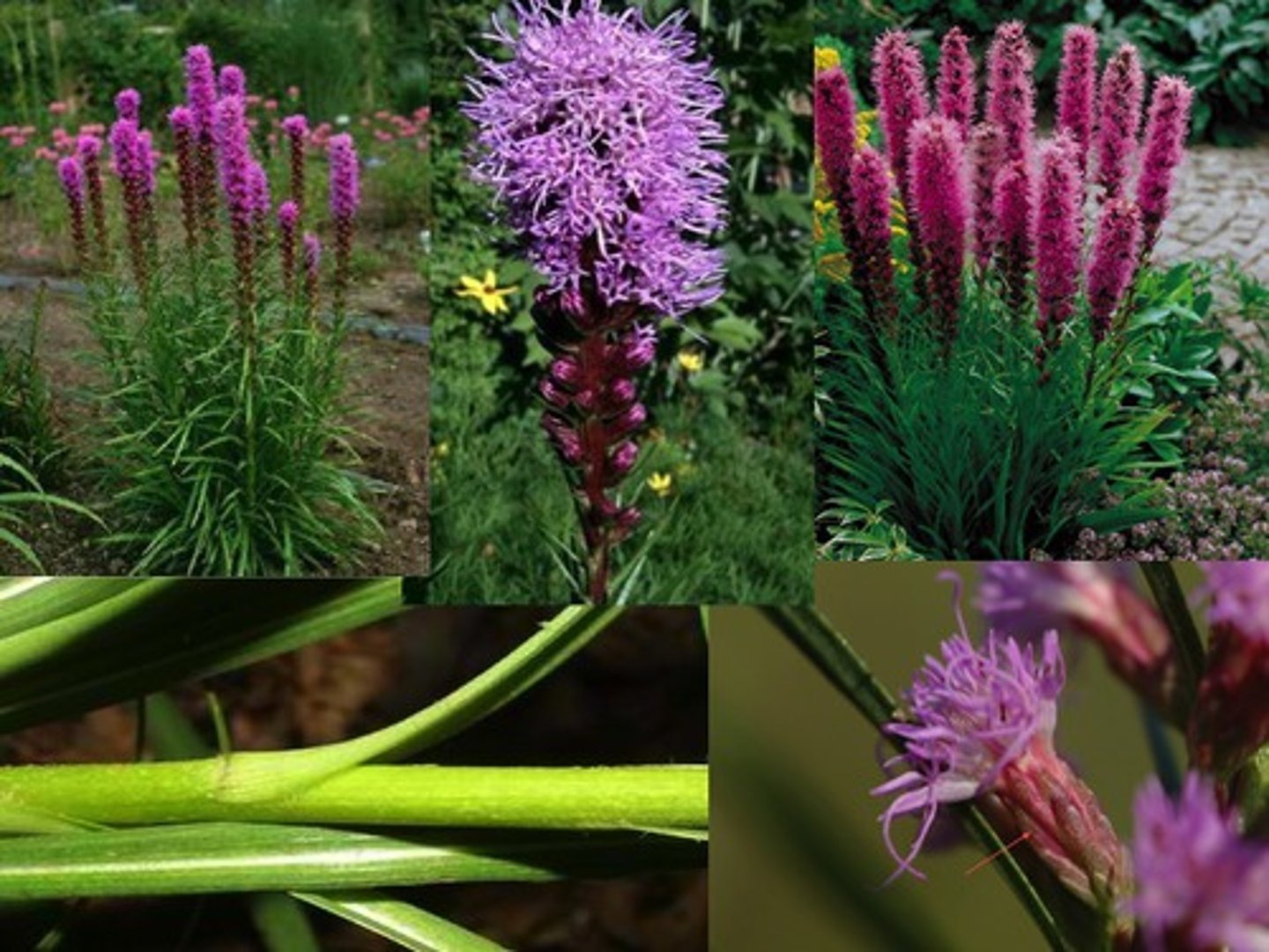 <p>spike gayfeather</p>