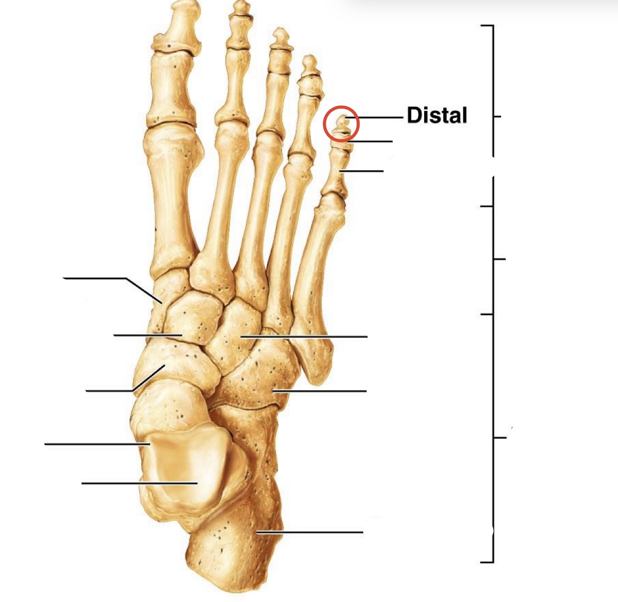 <p>Distal <span><span>Phalanges</span></span></p>
