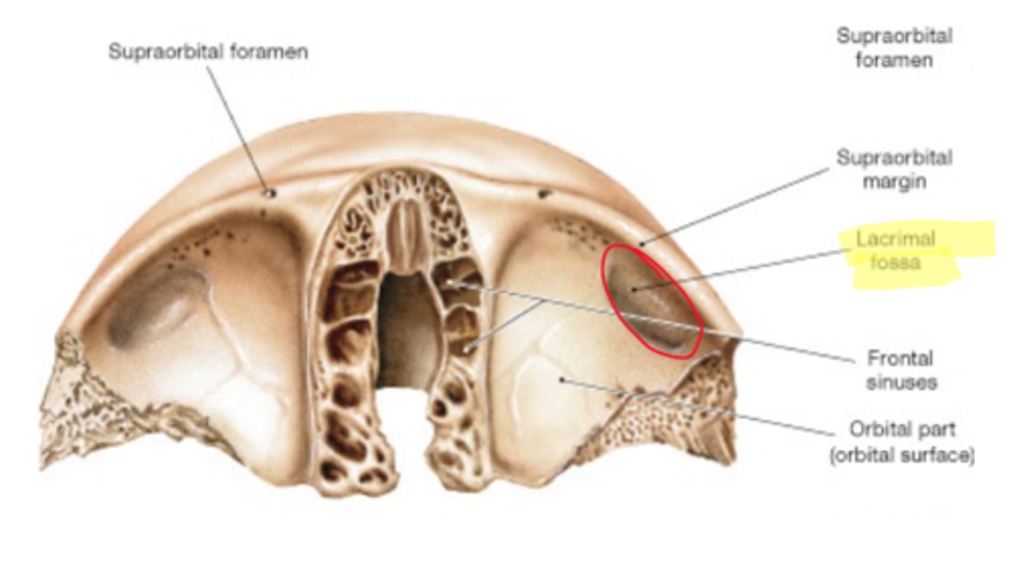 <p>located in the frontal bone, house of the lacrimal gland</p>