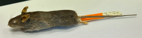 <p>Common Name?</p><p>Family?</p><p>Scientific name?</p>