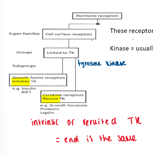 <p>(hormone receptor) cell surface receptors - linked to TK (tyrosine kinase):</p><p>either</p><ul><li><p>growth factor receptors intrinsic TK (e.g. insulin)</p></li><li><p>cytokine receptors recruit TK (e.g. prolactin)</p></li></ul><p>intrinsic or recruited TK = end is the same</p><p></p>