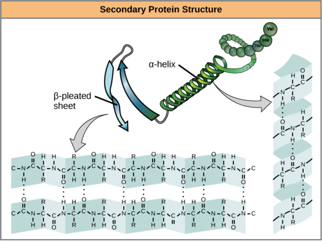 <p>The <strong>stable</strong>, <strong>energetically favorable 3D conformations</strong> that a polypeptide adopts as <strong>building blocks</strong> (e.g., <strong>α-helices and β-sheets</strong>).</p>