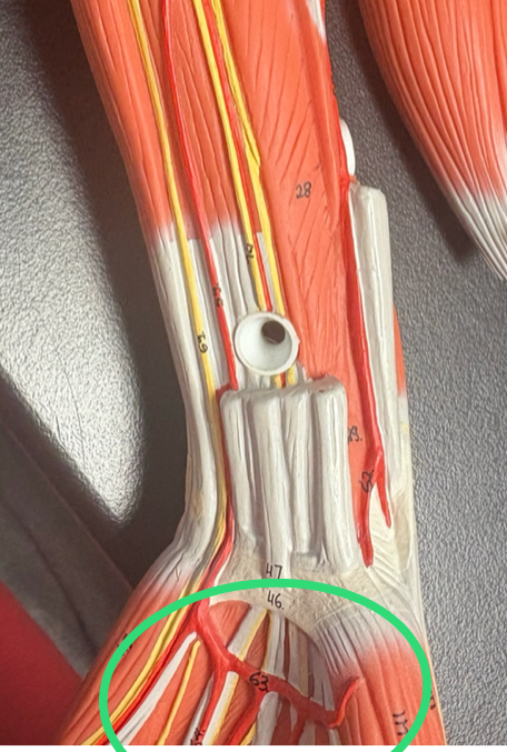 <p>top arch that splits from radial to ulnar to combine in the palm</p>