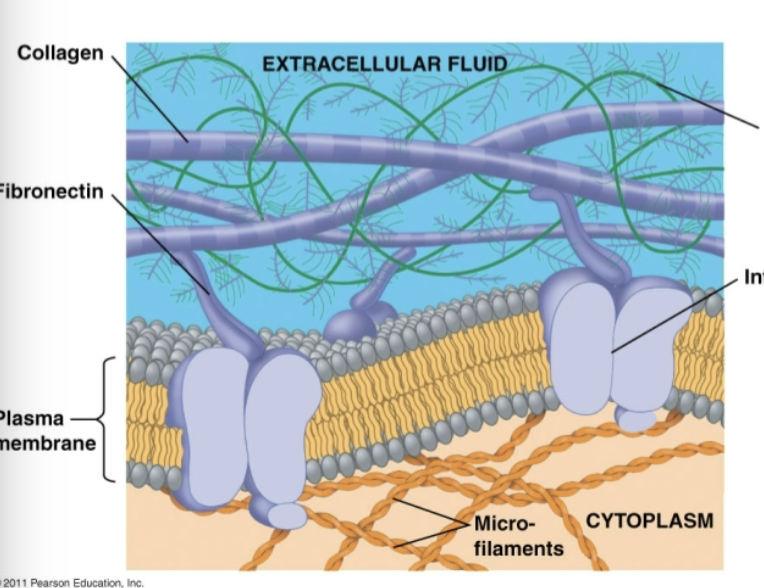 <p>Extracellular Matrix (ECM)</p>