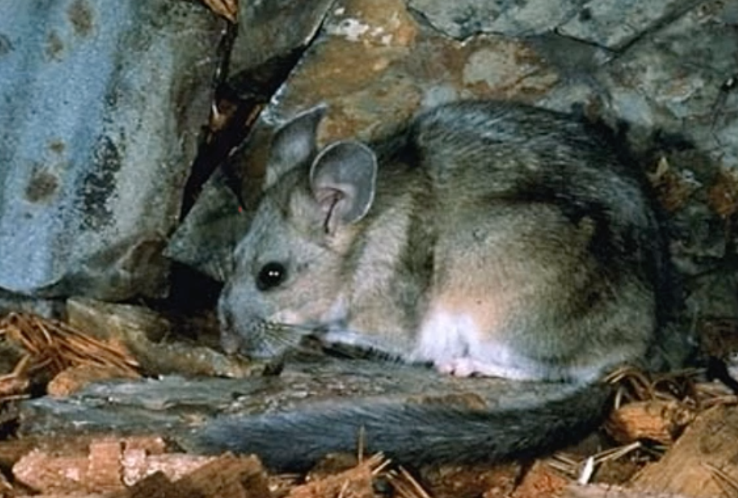 Bushy-tailed woodrat
