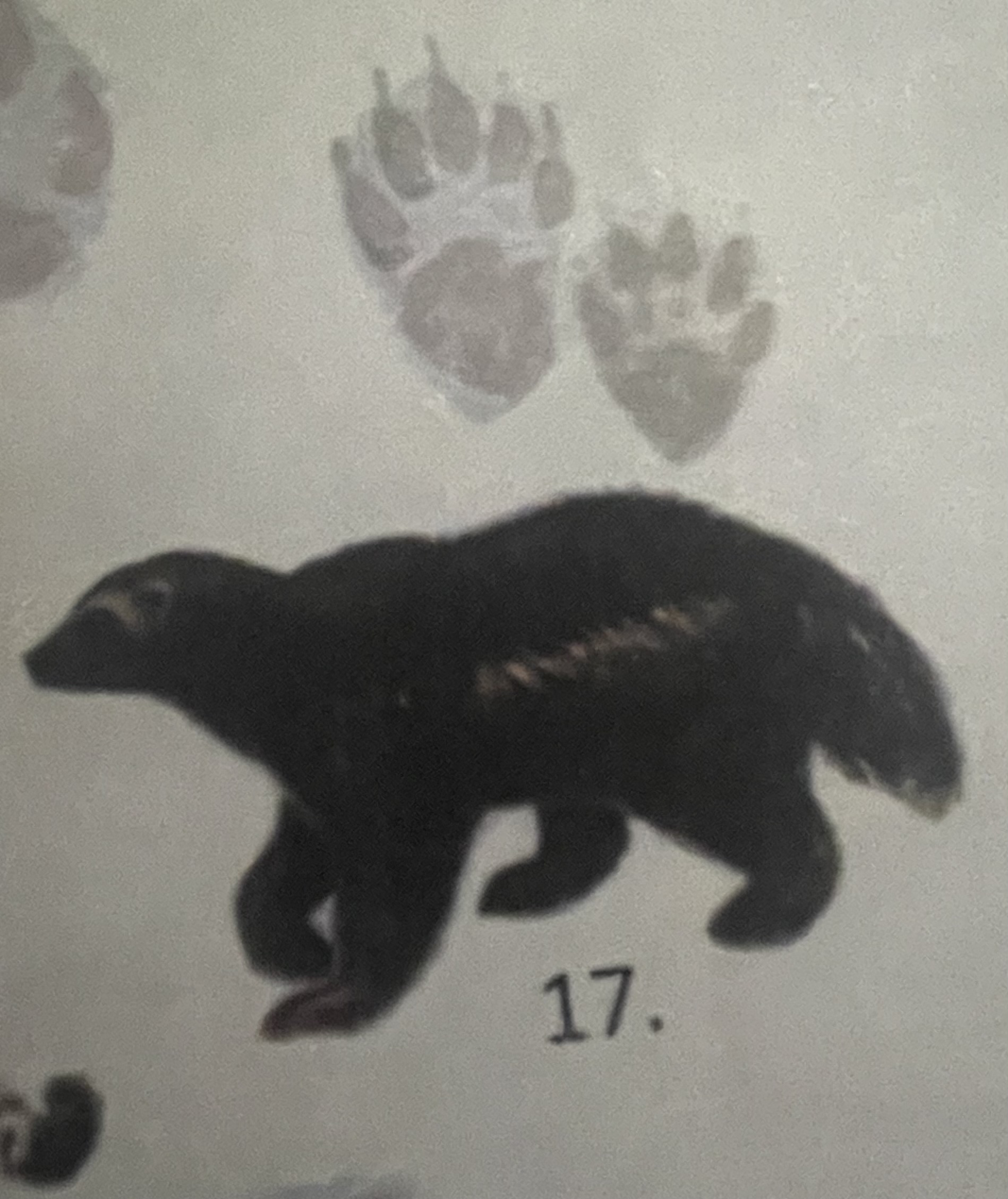 <p>mikä eläin</p>
