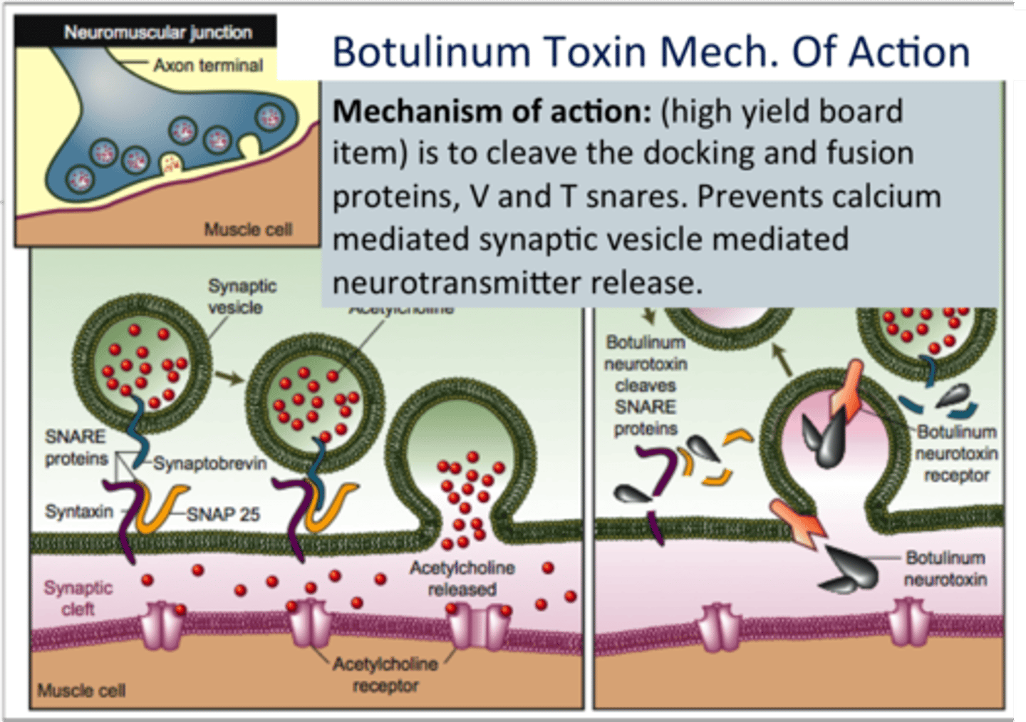 <p>A neurotoxin produced by bacteria --&gt; prevents the release of Acetylcholine at the neuromuscular junction --&gt; depressed motor response</p><p>Used in BOTOX !!</p>