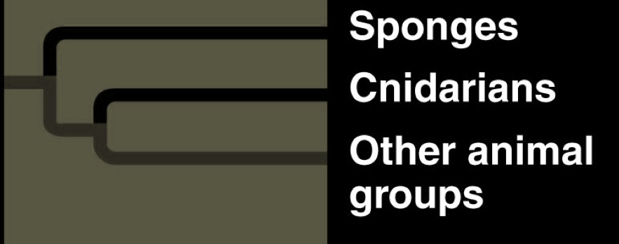 <ul><li><p>sponges</p></li><li><p>cnidarians</p></li><li><p>other animal groups</p></li></ul><p></p>
