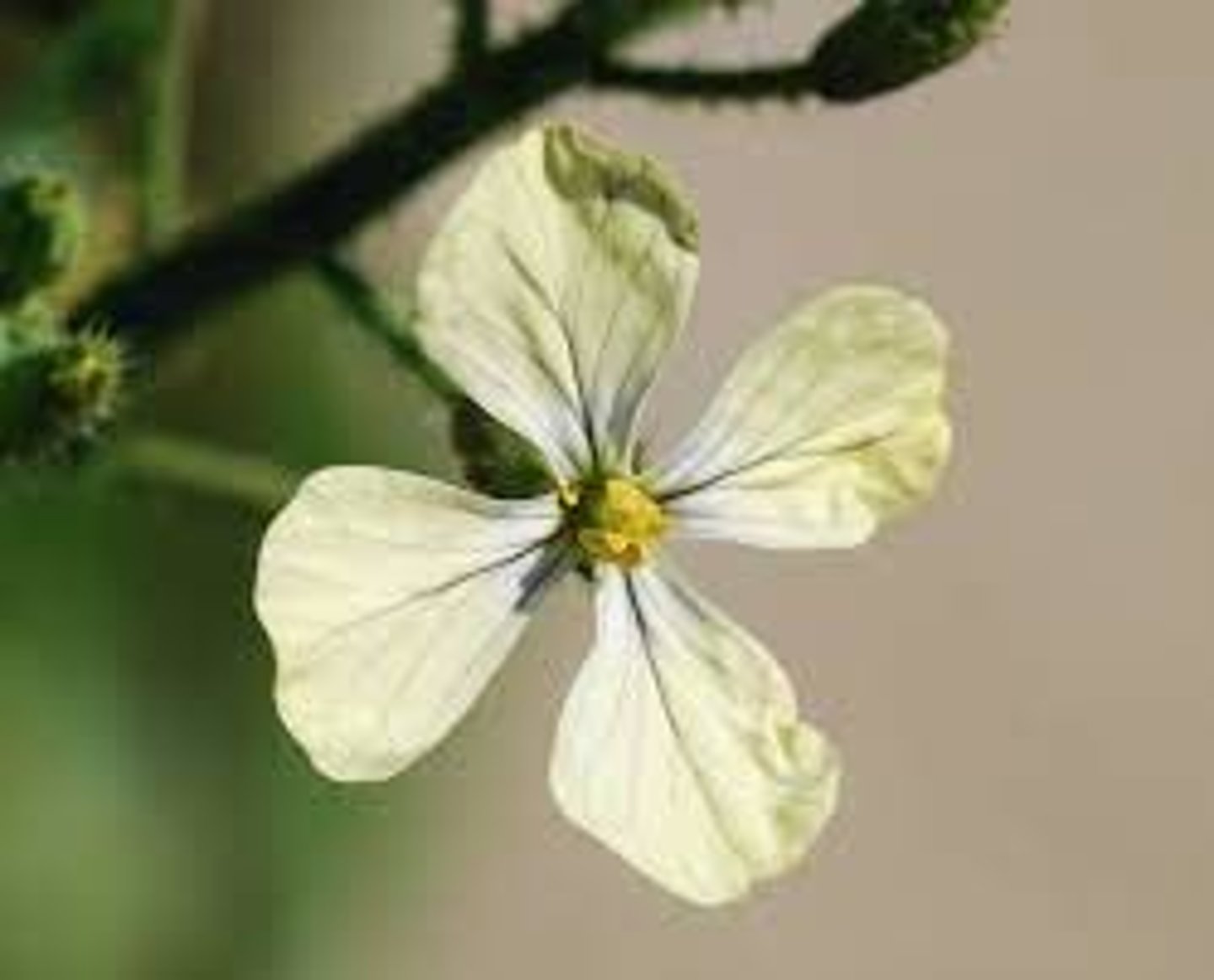 <p>what flower shape is this?</p>