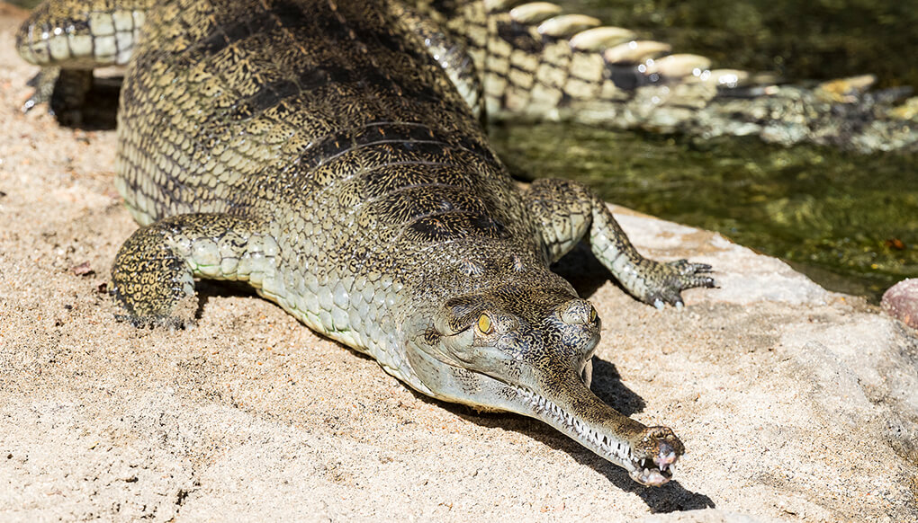 gharial and false gharial

\

1. elongate, narrow snout
2. male: enlarged bulb like structure called a boss at end of snout (maybe terrestrial defense or sound communication)