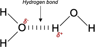 <p>The intermolecular electrostatic attraction that occurs between a hydrogen atom that is bonded to a more electronegative atom on one molecule and a more electronegative atom on a different molecule.</p>