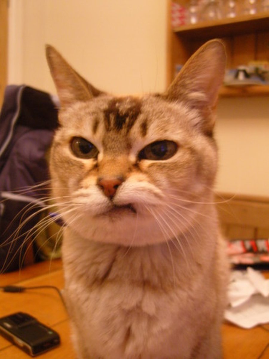 <p>a feeling and expression of contempt or disdain for someone or something.</p>