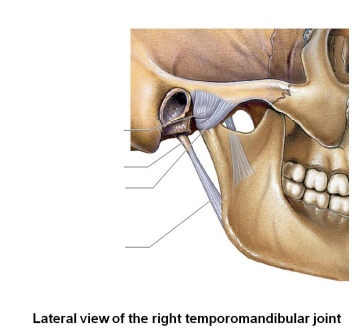<p>What is the lateral view of the right temporomandibular joint? What are the two ligaments, one process, and one capsule?</p>