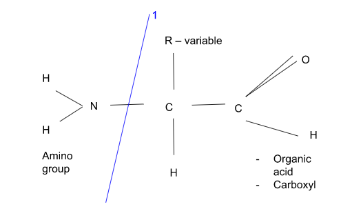 <p>Deamination (liver)</p>