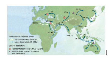 <ul><li><p>The 'Out of Africa II' hypothesis includes an additional earlier migration wave (120,000 years ago) and suggests a two-phase migration process</p></li><li><p>the traditional theory primarily focuses on a single migration event around 60,000 years ago</p></li></ul>