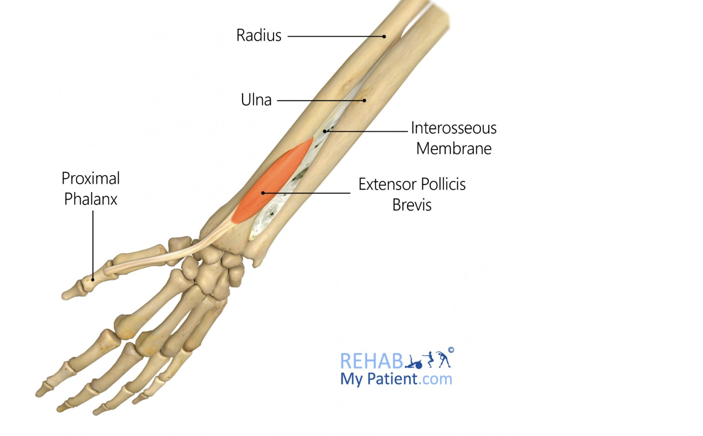 <p>extensor pollicis brevis</p>