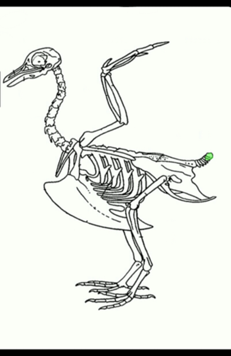 knowt flashcard image