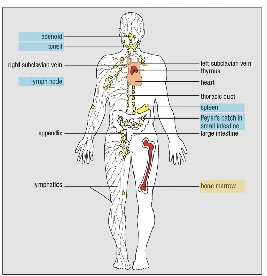 <ul><li><p><strong>Origin:</strong> Adaptive immune cells come from <strong>bone marrow</strong></p></li><li><p><strong>Naïve B/T cells:</strong> Reside in <strong>secondary lymphoid tissues</strong> (lymph nodes, spleen)</p></li><li><p><strong>Activation site:</strong> <strong>Secondary lymphoid tissues</strong></p></li></ul><p></p>