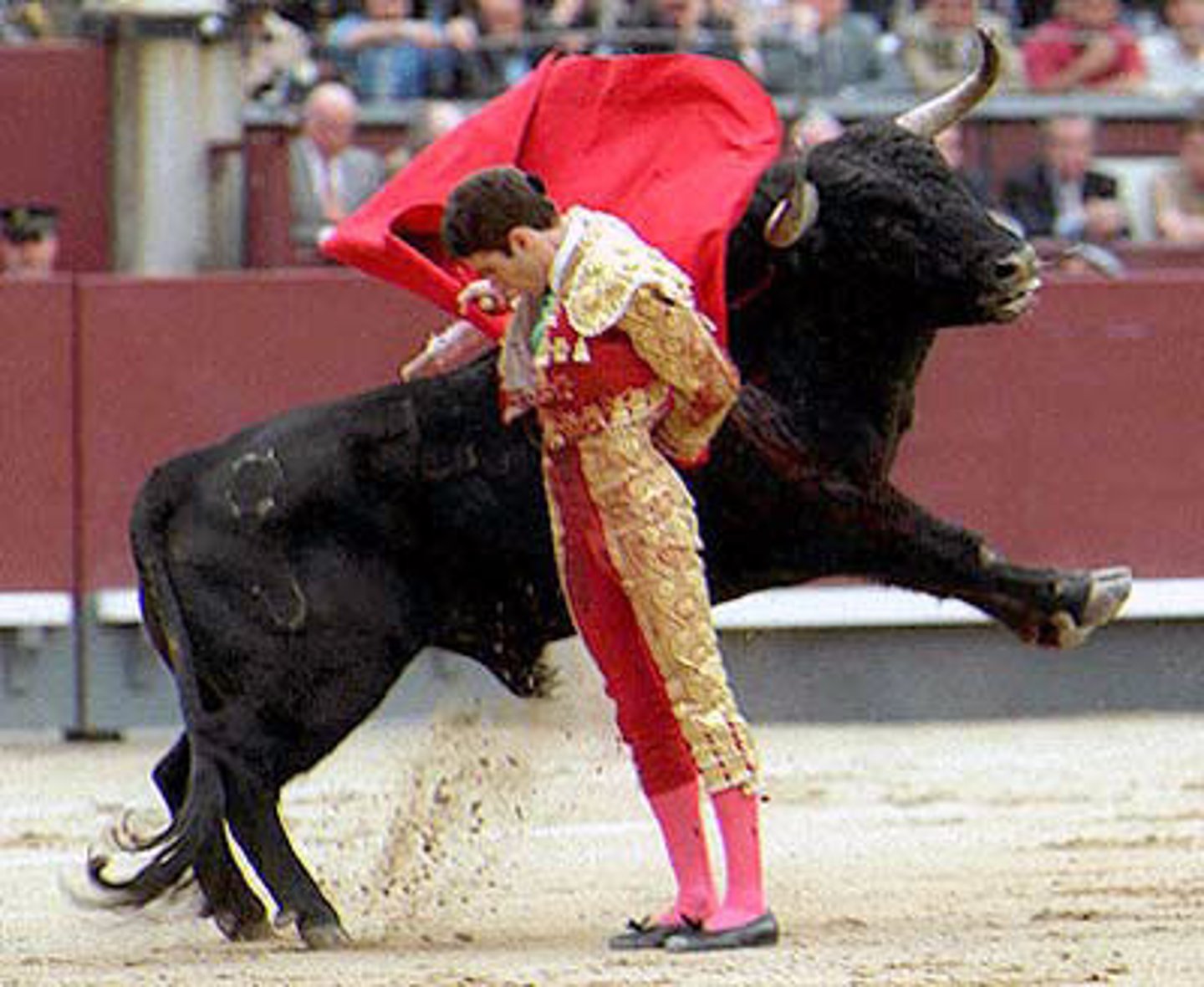 <p>to fight bulls</p>