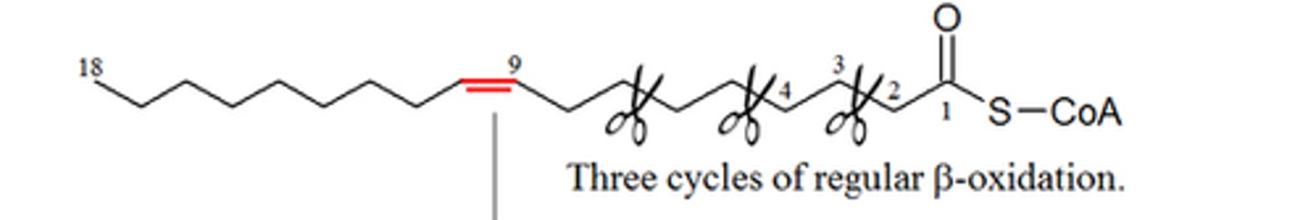<p>Do the saturated carbons of the monoSFA get oxidized the same way as a normal SFA?</p>