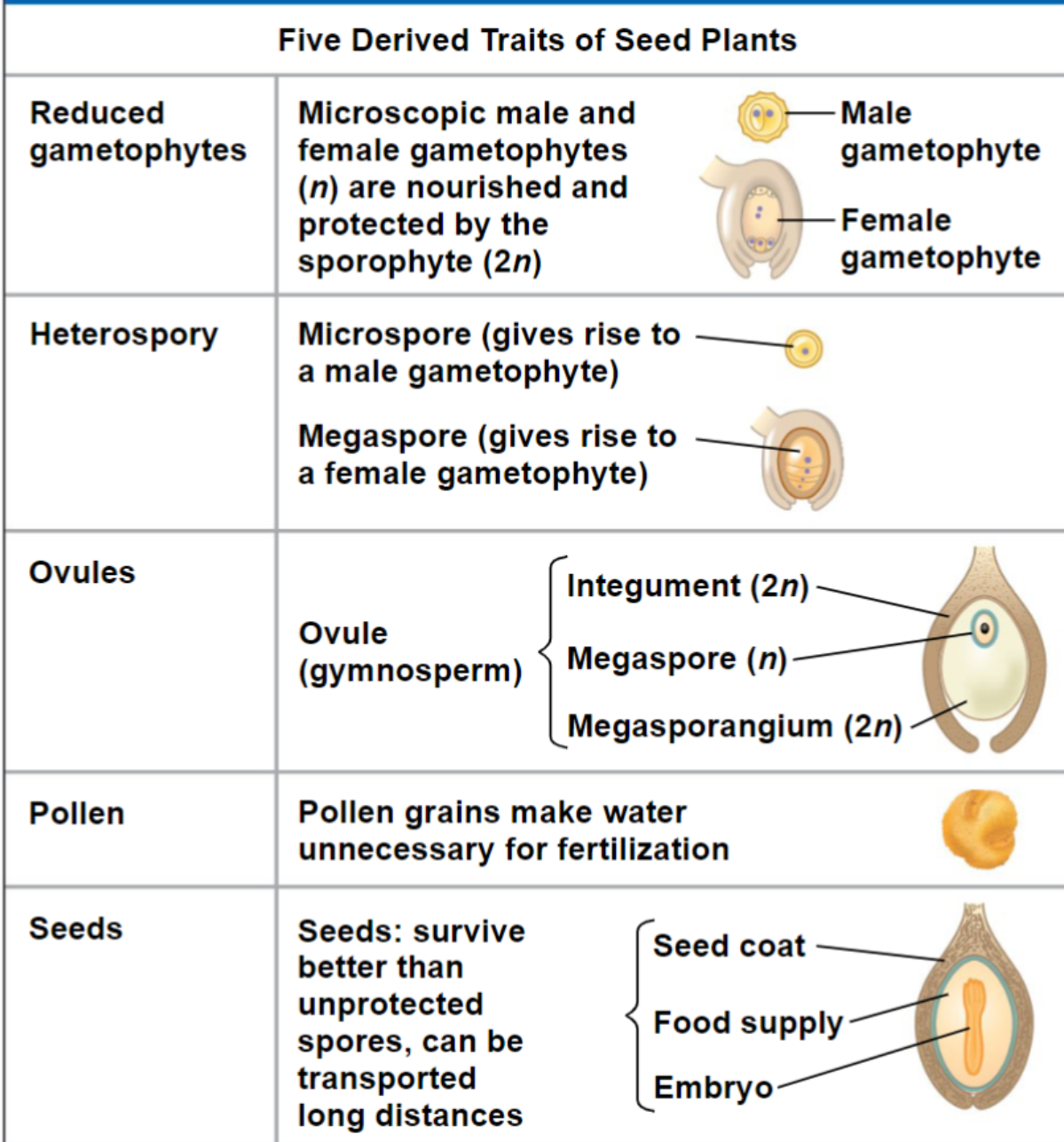 <p>What are the 5 derived characteristics of vascular, seed-bearing plants?</p>