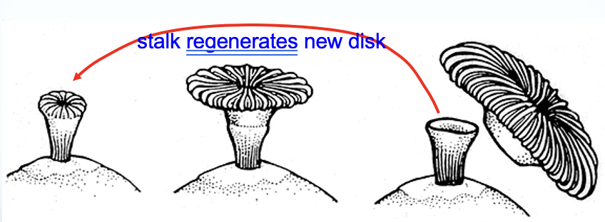 <ul><li><p>Transverse division in <em>Fungia scutaria</em></p></li><li><p>The stalk regenerates a new disk, which breaks off and then another disk is generated</p></li></ul><p></p>