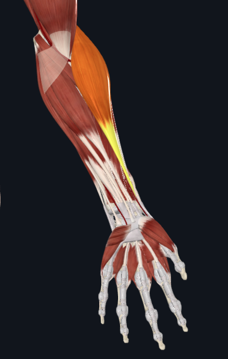 <p>What muscle is this</p>
