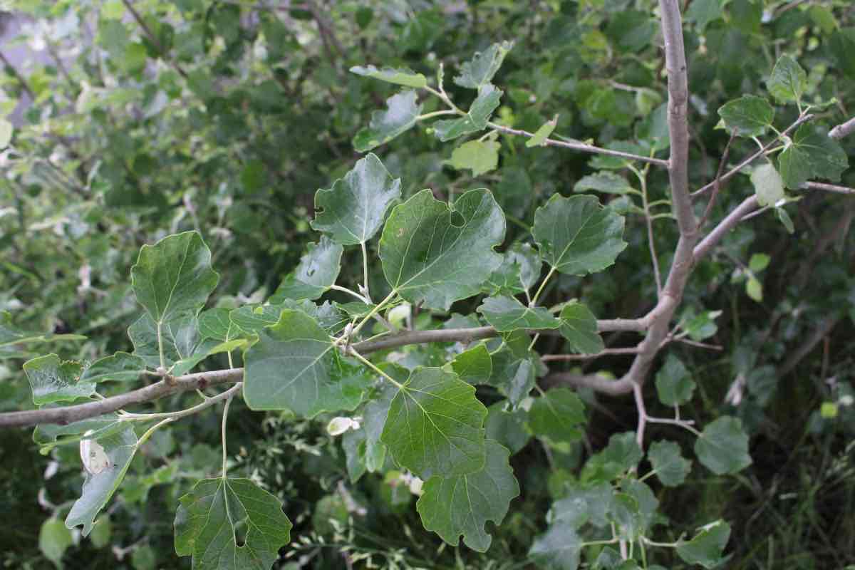 <p>Populus canescens</p>