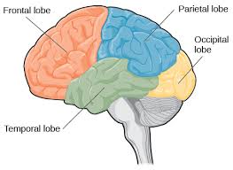 <ul><li><p>frontal</p></li><li><p>parietal</p></li><li><p>occipital</p></li><li><p>temporal</p></li></ul><p></p>