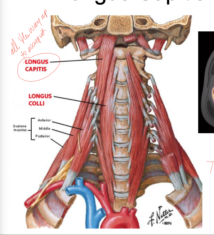 <p>PA: anterior tubercle C1 and bodies of C1-3 and tp of C3-6</p><p>DA: bodies C5-T3, tp C3-5</p><p>Inn: C2-6 ventral rami </p><p>A: bilateral: flexes neck, unilateral: neck/head flexion with ipsilateral rotations </p>