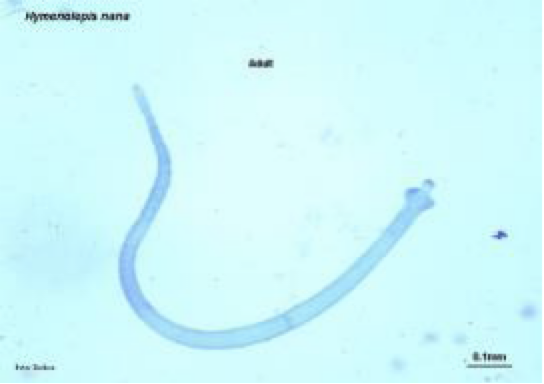 <ul><li><p>dwarf tapeworm</p></li><li><p>worldwide</p></li><li><p>very common cestode in humans</p><ul><li><p>especially children</p></li></ul></li><li><p>DH— rodents and humans</p></li><li><p>IH— fleas and beetles</p></li><li><p>rostellum with one row of hooks</p></li><li><p>adults ~ 40 mm long</p></li></ul><p></p>