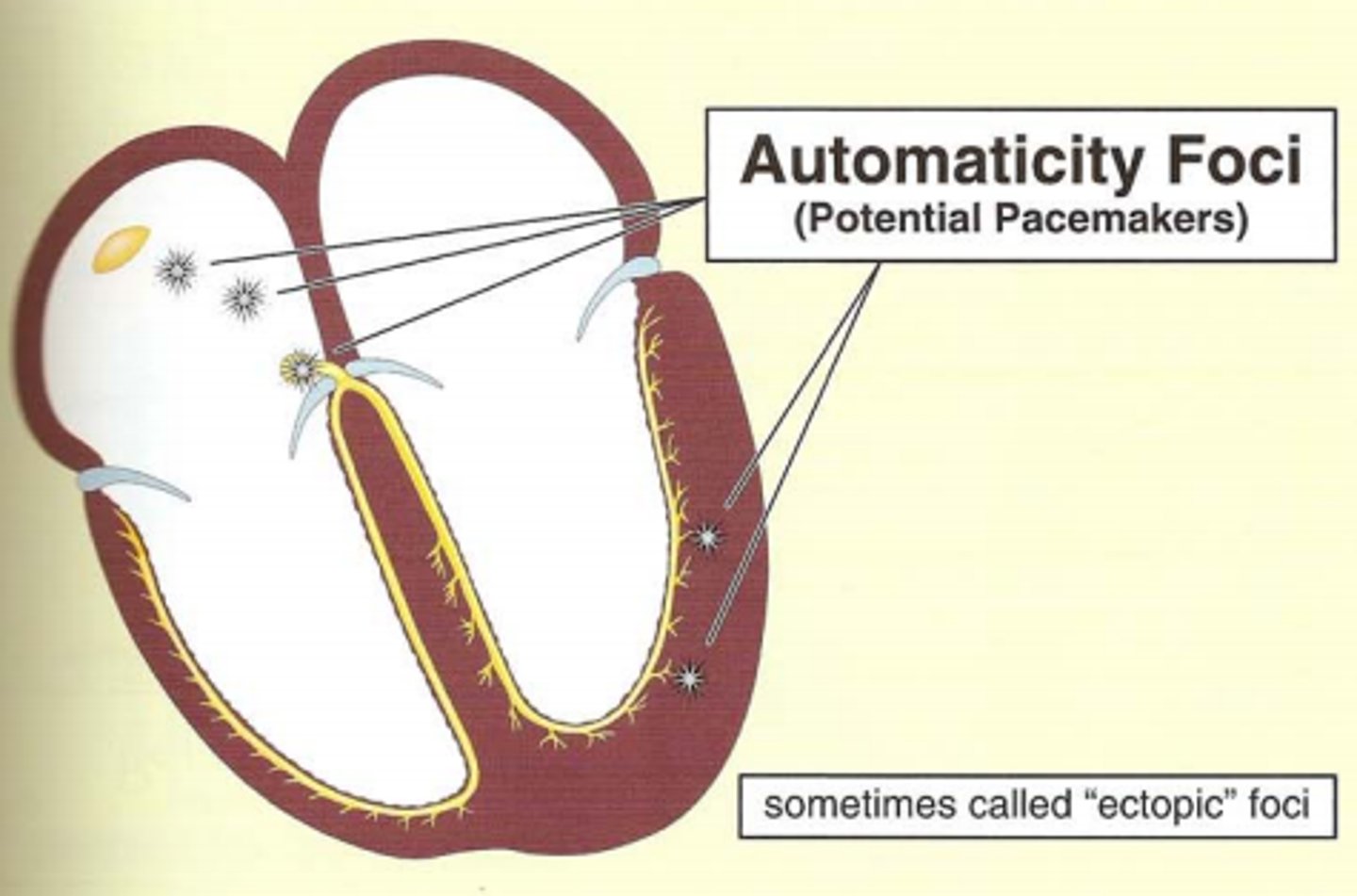 <p>the ability of the heart to generate and conduct electrical impulses on its own</p><p>- spontaneous generation of electrical impulses that spreads throughout the heart</p><p>- typically the sinus node is the primary pacemaker due to its inherent automaticity</p>