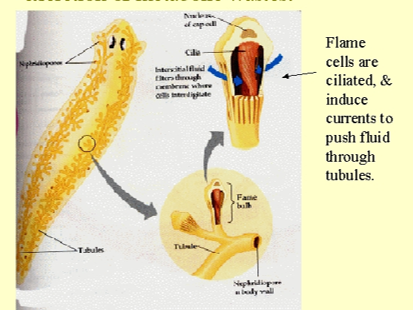 <p>flame cells</p>