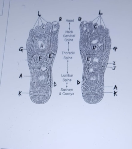 <p>match up the pressure points</p><p></p>