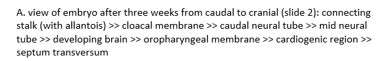 <ul><li><p>Connecting stalk (with allantois) </p></li><li><p>Cloacal membrane </p></li><li><p>Caudal neural tube </p></li><li><p>Mid neural tube </p></li><li><p>Developing brain </p></li><li><p>Oropharyngeal membrane </p></li><li><p>Cardiogenic region </p></li><li><p>Septum transversum.</p></li></ul><p></p>
